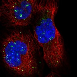 SYTL3 Antibody, Novus Biologicals 25 &mu;L; Unlabeled:Antibodies, Polyclonal